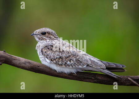 Erwachsenen sandfarbenen Nighthawk (Chordeiles Rupestris), Puerto Miguel, oberen Amazonasbecken, Loreto, Peru Stockfoto