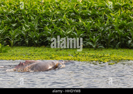 Erwachsenen Amazon rosa Flussdelphinen (Inia Geoffrensis) auftauchen am Fluss Pacaya, Loreto, Peru Stockfoto