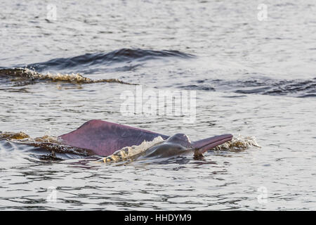 Erwachsenen Amazon rosa Flussdelphinen (Inia Geoffrensis) auftauchen in der Pacaya Samiria Naturschutzgebiet, Loreto, Peru Stockfoto