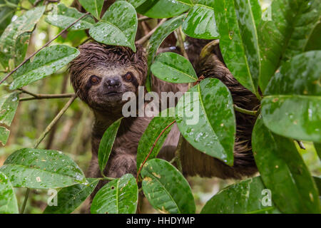 Ein wild braun-throated Faultier (Bradypus Variegatus), Landung Casual, oberen Amazonasbecken, Loreto, Peru Stockfoto