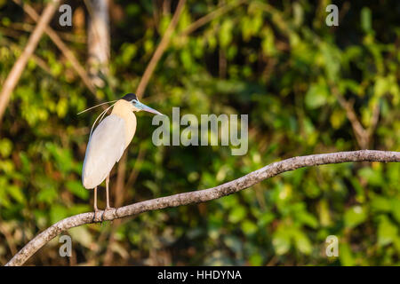 Erwachsenen begrenzt Reiher (Pilherodius Pileatus), Rio Yanayacu, Pacaya Samiria Nationalreservat, Loreto, Peru Stockfoto