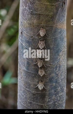 Erwachsenen Rüssel Fledermäuse (Rhynchonycteris Naso) auf Baum im Yanallpa Caño, Ucayali Flusses, Loreto, Peru Stockfoto