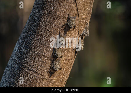 Erwachsenen Rüssel Fledermäuse (Rhynchonycteris Naso) auf Baum im Yanallpa Caño, Ucayali Flusses, Loreto, Peru Stockfoto