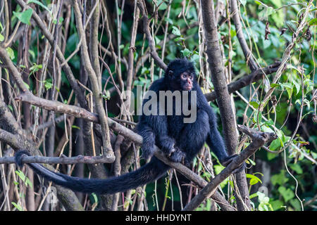 Erwachsenen Klammeraffe (Ateles Spp), San Miguel Caño, Loreto, Peru Stockfoto
