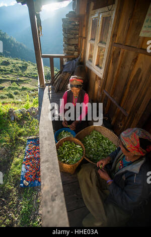 Tamang Frau schält kleine Kürbisse in einem kleinen Dorf namens Briddim in der Langtang-Region, Nepal Stockfoto