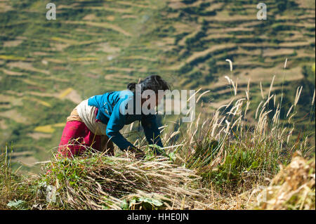 Eine Frau im Tal Juphal erntet Rasen für die Tiere, Nepal Stockfoto