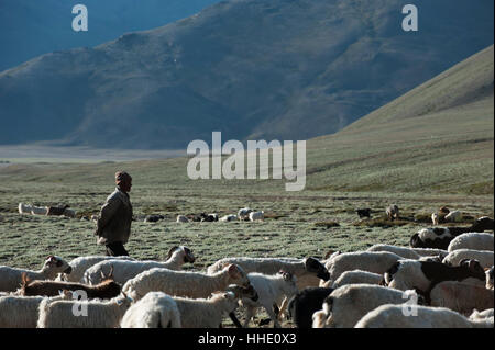 Ein Nomade sammelt seine Herde von Schafen und Ziegen in der früh, Ladakh, Indien Stockfoto