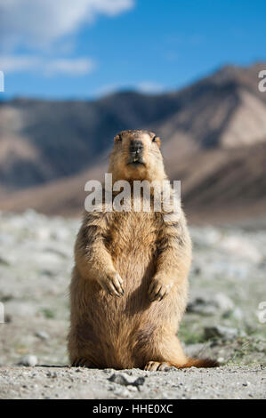 Eine neugierige Himalaya-Murmeltier schlägt unwissentlich eine Pose, Ladakh, Indien Stockfoto