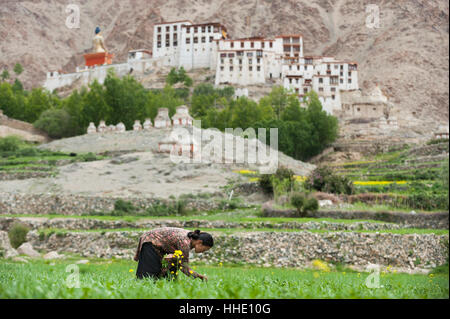 In der abgelegenen Region arbeitet eine Frau in einem Weizenfeld mit Blick auf Kloster Likir in der Ferne, Ladakh, Indien Stockfoto