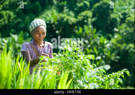 Eine Frau sammelt Chilischoten in den Chittagong Hill Tracts, Bangladesch Stockfoto