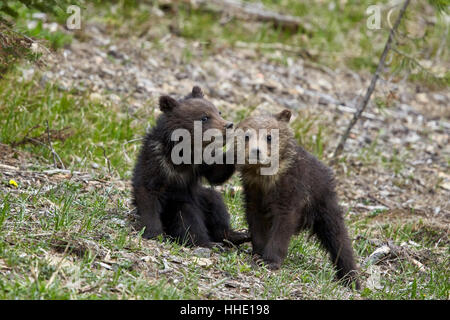 Zwei Jungtiere der Grizzlybär (Ursus Arctos Horribilis) des Jahres oder im Frühjahr Jungen spielen, Yellowstone-Nationalpark, Wyoming, USA Stockfoto