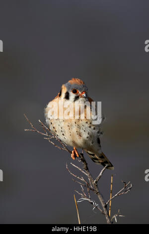 American Kestrel (Sperber) (Falco Sparverius), Männlich, Yellowstone-Nationalpark, Wyoming, USA Stockfoto