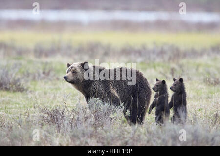 Grizzly Bear Sau und zwei Jungtiere des Jahres oder im Frühjahr jungen stehend, Yellowstone-Nationalpark, Wyoming, USA Stockfoto