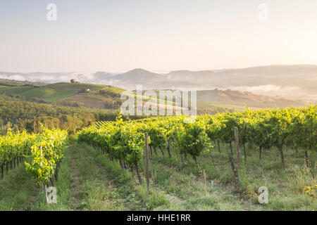 Weinberge in der Nähe von Orveito, Umbrien, Italien Stockfoto