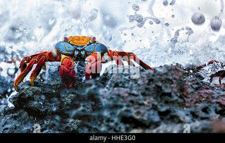 Sally Lightfoot Krabben, Grapsus Grapsus auf den Galapagos Inseln gefunden. Stockfoto