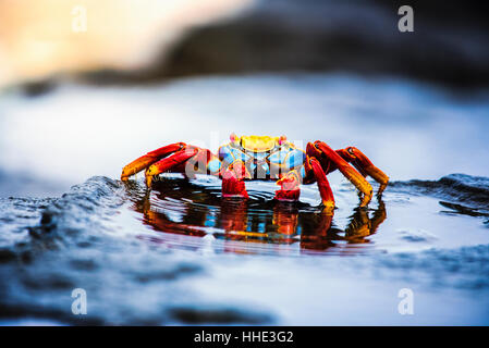 Sally Lightfoot Krabben, Grapsus Grapsus auf den Galapagos Inseln gefunden. Stockfoto