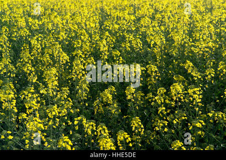 Flur, Blatt, Landwirtschaft, Makro, Nahaufnahme, Makro-Aufnahme, Nahaufnahme, Stockfoto