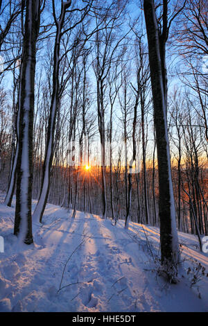 Sonne Sterne im Schnee kauerte Wald Stockfoto