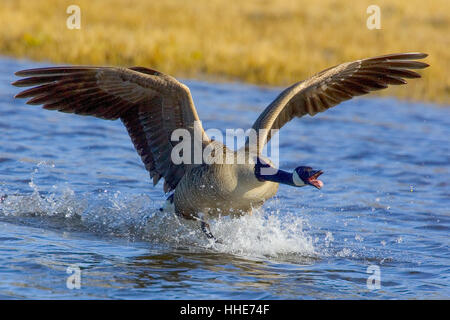 Kanadagans Branta Canadensis. machen einen Sieg landen auf einem See, wo er nach jagen entfernt einen männlichen Rivalen nisten ist, Männlich Stockfoto