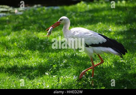 Beine, Vogel, Vögel, Storch, Beute, Beute, Ratte, Wiese, Jagd, Jagd, Beine, Essen, Stockfoto