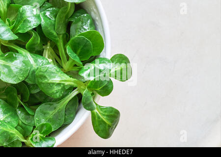 Feldsalat, Feldsalat (Valerianella Locusta) Pflanze. Draufsicht mit Textfreiraum Stockfoto