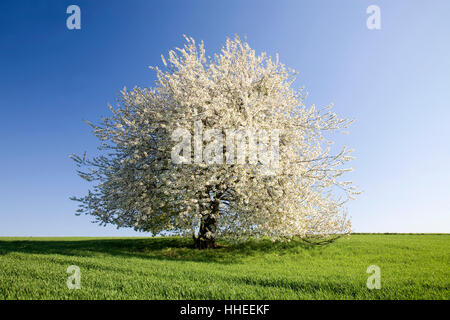 Wildkirsche, auch süßen Kirschen oder Gean (Prunus Avium) im Bereich, weiße Blüte, einsamer Baum, Sachsen, Deutschland Stockfoto