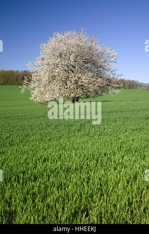 Wildkirsche, auch süßen Kirschen oder Gean (Prunus Avium) im Bereich, weiße Blüte, einsamer Baum, Sachsen, Deutschland Stockfoto