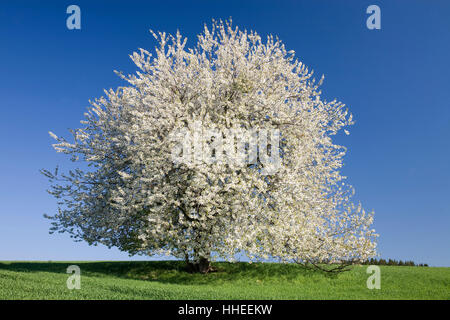 Wildkirsche, auch süßen Kirschen oder Gean (Prunus Avium) im Bereich, weiße Blüte, einsamer Baum, Sachsen, Deutschland Stockfoto