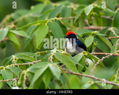 Scharlach-backed Flowerpecker (Dicaeum Cruentatum) im Baum, Kaeng Krachan National Park, Phetchaburi, Thailand Stockfoto