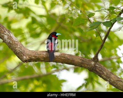 Schwarz und rot Broadbill (Cymbirhynchus Macrorhynchos) thront im Baum, Kaeng Krachan National Park, Phetchaburi, Thailand Stockfoto