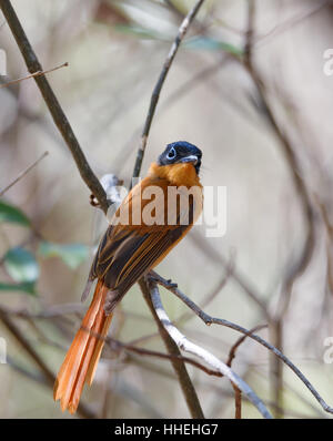 Schöne farbige Madagaskar Vögelchen, Paradies-Fliegenschnäpper (Terpsiphone Mutata).  Ankarafantsika Nationalpark, Madagaskar Natur und Wildnis Stockfoto