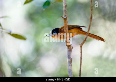 Schöne farbige Madagaskar Vögelchen, Paradies-Fliegenschnäpper (Terpsiphone Mutata).  Ankarafantsika Nationalpark, Madagaskar Natur und Wildnis Stockfoto