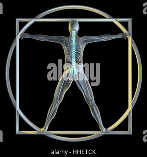 medizinisch, Medizin, Mensch, Mensch, Knochen, Skelett, Anatomie, Wirbelsäule, Stockfoto