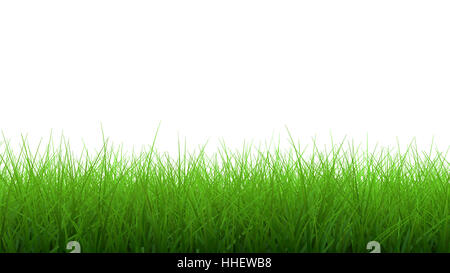 3D Render üppigen grünen Rasen Rand auf weißem Hintergrund Stockfoto