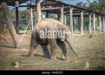 Elefanten im Chitwan. In den Dschungeln von Nepal