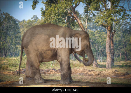 Elefanten im Chitwan. In den Dschungeln von Nepal