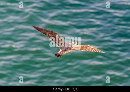 Silbermöwe (Larus Argentatus) im Flug Stockfoto