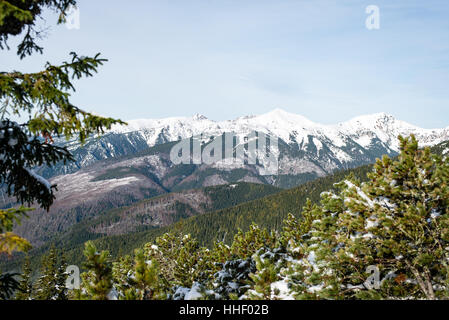 kalter Tag im verschneiten Winterwald mit Nebel und frost Stockfoto