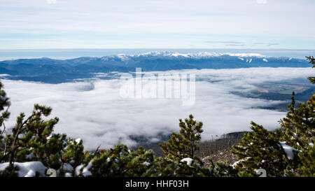 kalter Tag im verschneiten Winterwald mit Nebel und frost Stockfoto