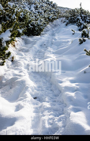 kalter Tag im verschneiten Winterwald mit Nebel und frost Stockfoto