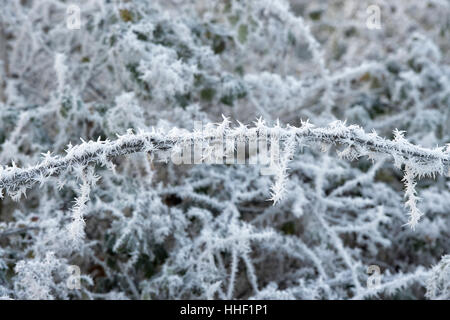 Rubus Fruticosus. Dornige Brombeere Busch Stamm in ein reif in der englischen Landschaft bedeckt Stockfoto
