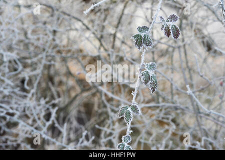 Rubus Fruticosus. BlackBerry-Busch in Raureif in der englischen Landschaft bedeckt Stockfoto