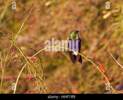 Gabel-tailed Woodnymph Kolibri thront auf Zweig in Brasilien Stockfoto