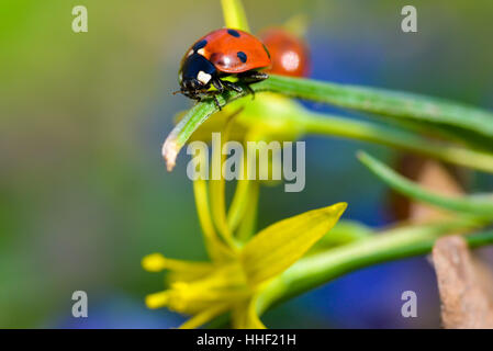 Marienkäfer auf Rasen in natürlichem Licht Stockfoto