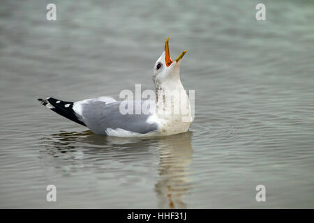 Gemeinsamen Gull Larus Canus aufrufen Stockfoto