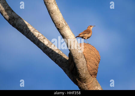 Rufous Hornero an seinem bemerkenswerten Ton Nest in Brasilien Stockfoto