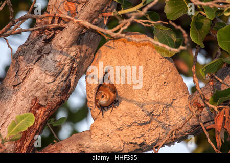 Rufous Hornero an seinem bemerkenswerten Ton Nest in Brasilien Stockfoto