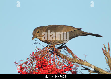 Eurasische Amsel (Turdus Merula) - weibliche ernähren sich von roten Beeren im winter Stockfoto