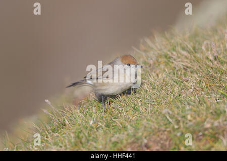 Eurasische Mönchsgrasmücke (Sylvia Atricapilla) - thront ein weiblicher oder unreifer Mann auf einer grasbewachsenen Klippe zur Migration auf Fair Isle Stockfoto