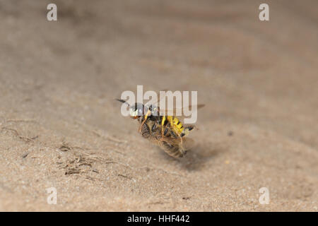 Europäische Beewolf (Philanthus Triangulum), fliegen mit Honigbiene Beute am sandigen Ufer Stockfoto